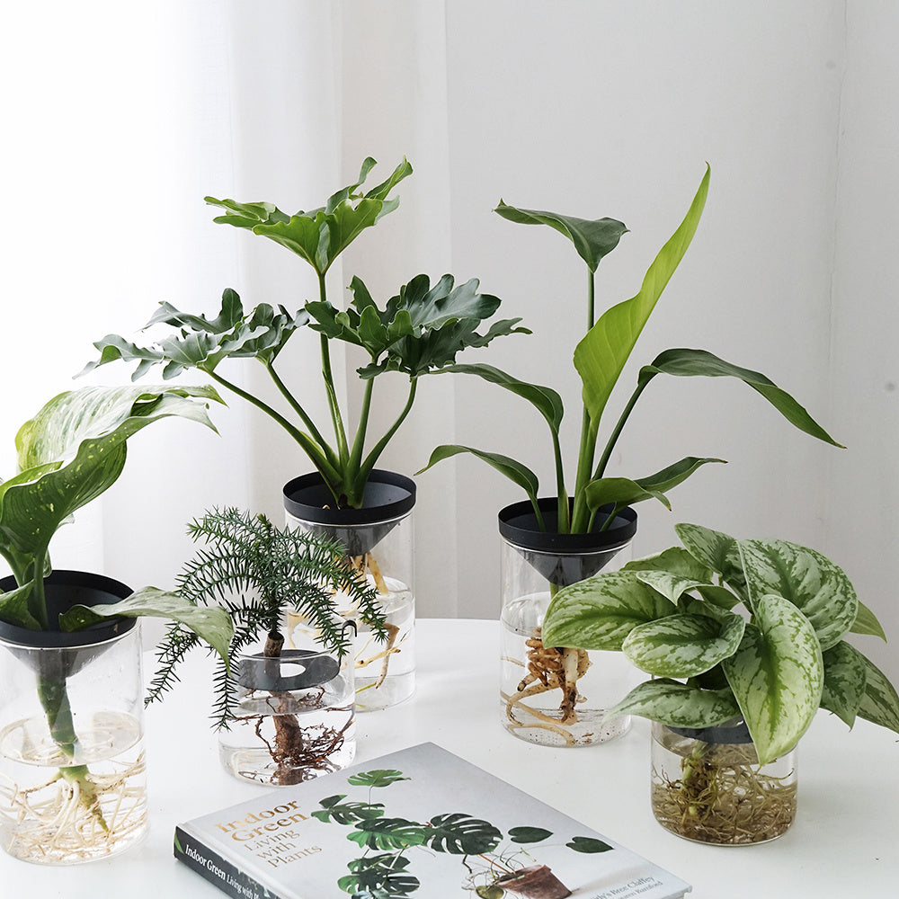 Cultivate Water Plants To Purify The Air Office Desktop Potted Plants - SAVOUR DECORE