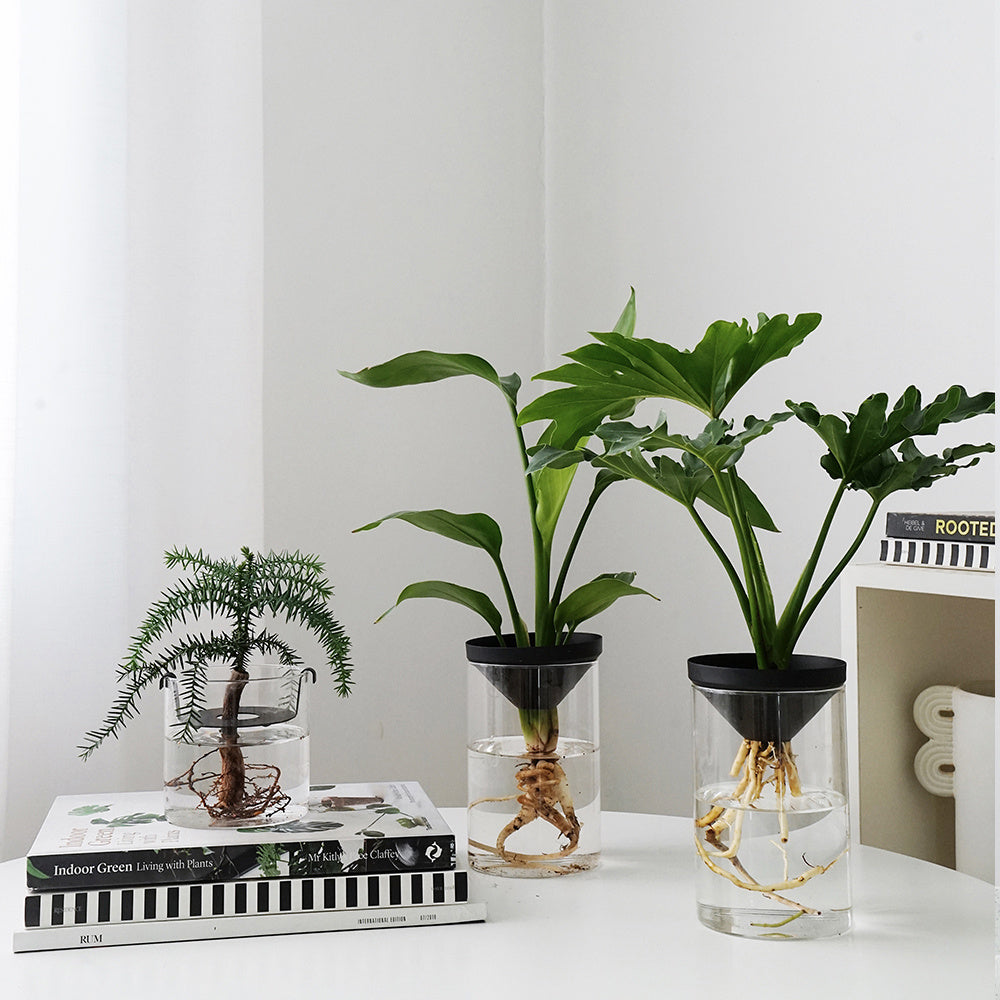 Cultivate Water Plants To Purify The Air Office Desktop Potted Plants - SAVOUR DECORE