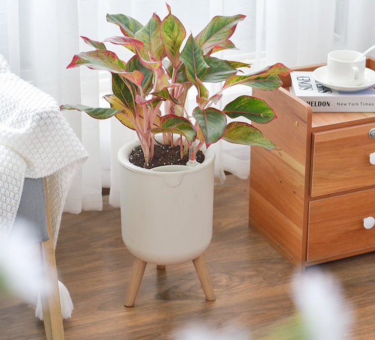 Home Lazy Self-absorbing Greenery Tree Resin Pot - SAVOUR DECORE