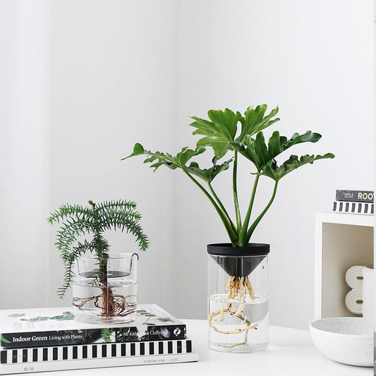 Cultivate Water Plants To Purify The Air Office Desktop Potted Plants - SAVOUR DECORE