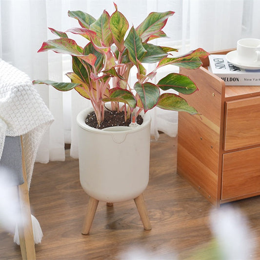 Home Lazy Self-absorbing Greenery Tree Resin Pot - SAVOUR DECORE